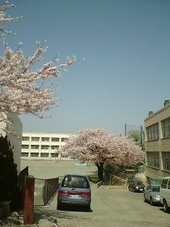 学校には桜が似あいますね。