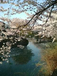 大岡川の桜 その2