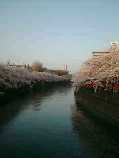 大岡川の桜 その3