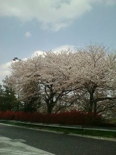 蓮田SAの桜