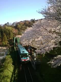 桜とレールバス