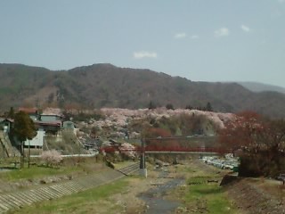桜に覆われた城跡