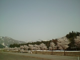 岩原の桜
