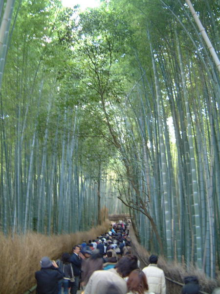 大河内山荘へ続く竹で覆われた道