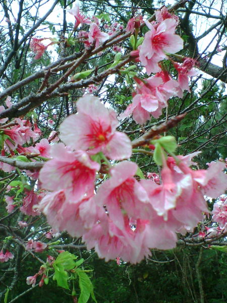 伊良部島の桜