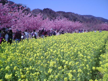 検索で見つけて頂いた河津桜の画像