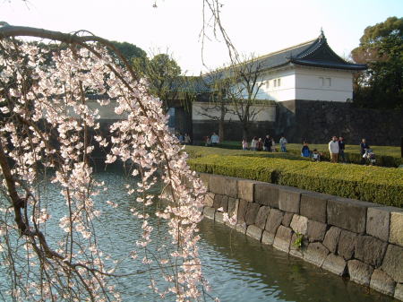 皇居・お濠端の桜