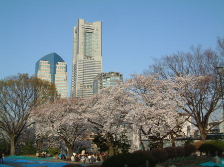 掃部山公園の桜。ランドマークタワーとセットで。