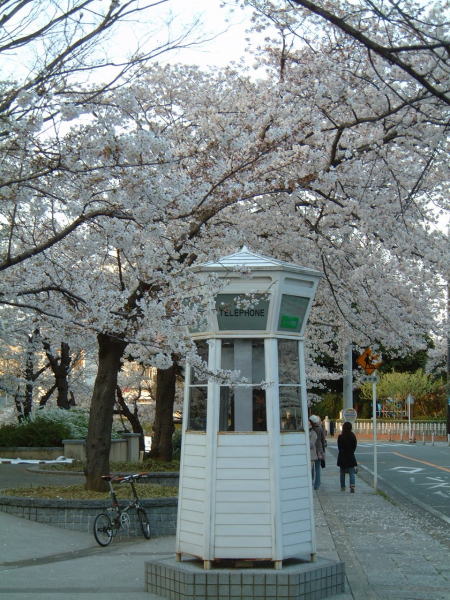 元町公園の桜。クラシックな公衆電話ボックスとの組み合わせ。