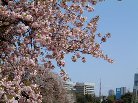 新宿御苑の桜 その１