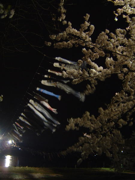 北上展勝地の夜桜と鯉のぼり