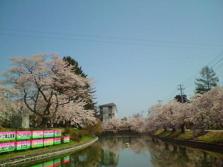 新庄・最上公園の桜