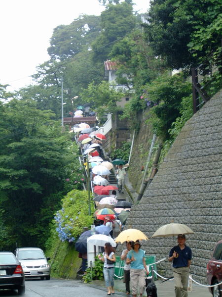 古都・鎌倉に咲く傘の花（苦笑）