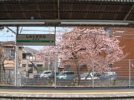南武線 宿河原駅近くで桜を見かける（３月１３日）
